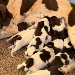 Courage - female German Shorthaired Pointer puppy in Six Mile, South Carolina from The Proper Pointer Co.