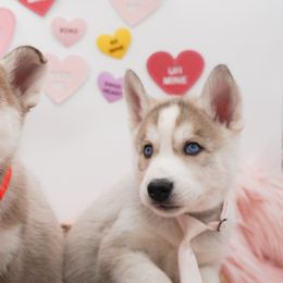 Golden Retriever, Miniature American Shepherd, and Siberian Husky Puppies from HuskiesAndGoldensWithFinesse