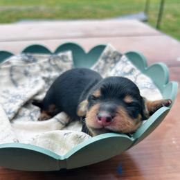 T-Bone.AKC.PRA-clear.3800 - Black and cream male Dachshund puppy in Dover, Oklahoma from Freckles and Furballs