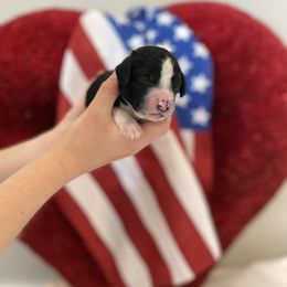 Bernedoodle Puppies from Honey B. Bernedoodles