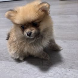 Cupcake - Cream female Pomeranian puppy in Williamsburg, Virginia from Itty Bitty Poms