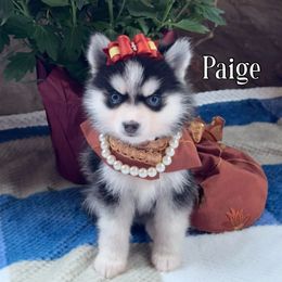 Paige - Black and white female Pomsky puppy in Venus, Pennsylvania from Hemlock Pines Pomsky