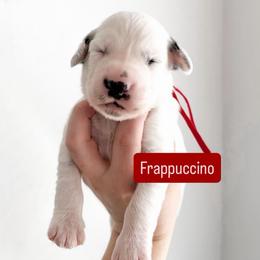 Frappuccino - LUA long coat - White and black male Dalmatian puppy in Davenport, Florida from Sunny Jewels Dalmatians