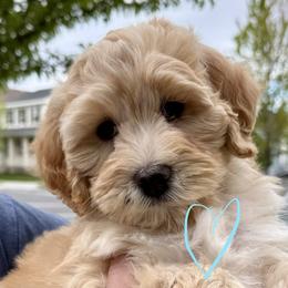 Bernedoodle, Cavalier King Charles Spaniel, and Poodle Puppies from Ellas.Pups (Bernedoodles & Cavapoos)