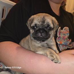 Bakugo - Silver male Pug puppy in Spokane, Washington from Kapelac's Royal Pugs