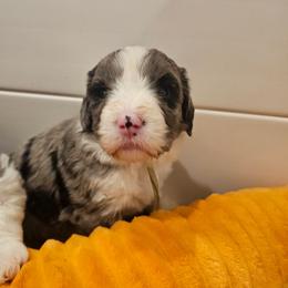 Mint - Merle female Bernedoodle puppy in Shelby, North Carolina from Forever Grateful Doodles
