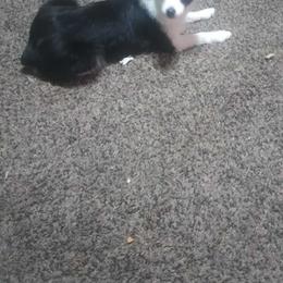 Cooper - Toy Australian Shepherd