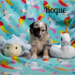 Rogue - Blue merle female Australian Shepherd puppy in Benton City, Washington from Eventide Australian Shepherds