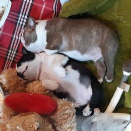 Boston Terriers from R and M Kennels