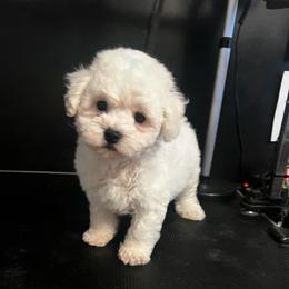 Blue Boy - White male Bichon Frise puppy in Wilmington, North Carolina from Cape Fear Bichons