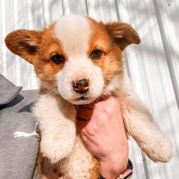 Pembroke Welsh Corgi Puppies from Shells’ Corgis