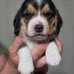 Raichu - Black fawn and white male Beagle puppy in Brockway, Pennsylvania from Sugar Hill Hounds