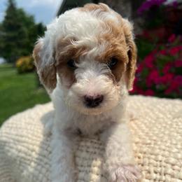 Apollo - Parti male Goldendoodle puppy in Ottawa, Ohio from Simply Beautiful Goldendoodles