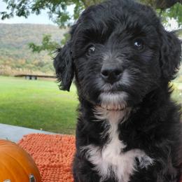 Dash - Black male Goldendoodle puppy in Lewistown, Pennsylvania from Southern Star Goldendoodles