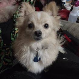 Pomeranian Puppies from Willy the Pomeranian Stud and Lilly's puppies