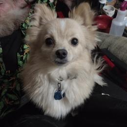 Pomeranian Puppies from Willy the Pomeranian Stud and Lilly's puppies