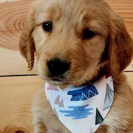 Golden Retriever Puppies from Country Girl Golden Retrievers