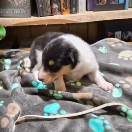 White - Black white and tan female Collie puppy in Kalispell, Montana from C4 Collies