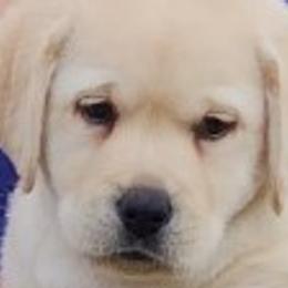 Labrador Retrievers from Tru-Heart Labradors, LLC