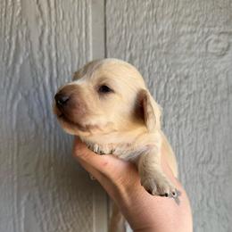 Cream pie - Cream male Dachshund puppy in New Mexico from Long Dog Ranch