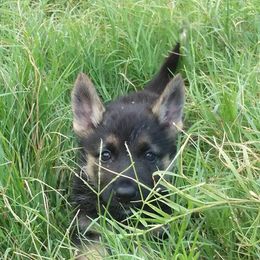 German Shepherd Puppies from Grendelhaus Shepherds