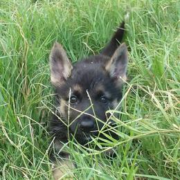 German Shepherd Puppies from Grendelhaus Shepherds