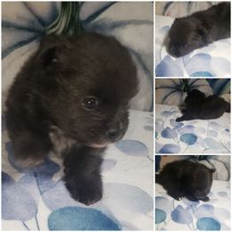 Ace - Black male Pomeranian puppy in Weatherford, Texas from Jeweled Poms