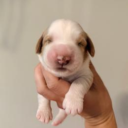 Pemberly - Red male Australian Labradoodle puppy in Summerfield, North Carolina from Four Oaks Labradoodles