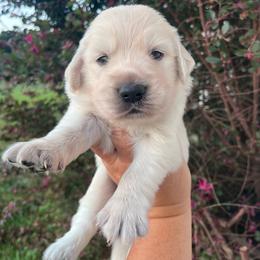 Blue Collar - Light golden male Golden Retriever puppy in Jesup, Georgia from Painted Platinum Retrievers (Painted Platinum Kennel) PPK