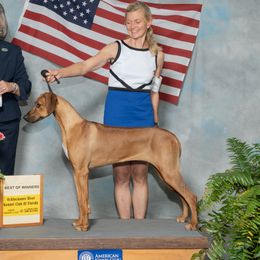 Phoenix - Rhodesian Ridgeback