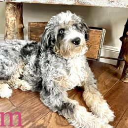 Remmi - Aussiedoodle