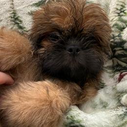 Capricorn - Red male Shih Tzu puppy in Russellville, Kentucky from The Patriot Tzu