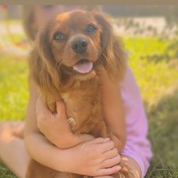 Penelope - Ruby female Cavalier King Charles Spaniel puppy in Van Alstyne, Texas from Home Grown Puppies