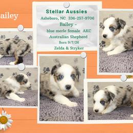 Bailey - Blue merle female Australian Shepherd puppy in Asheboro, North Carolina from Stellar Aussies