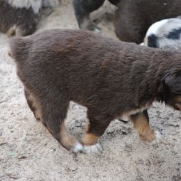 Australian Shepherd Puppies from Stephanie Young's Australian Shepherds