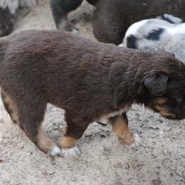 Australian Shepherd Puppies from Stephanie Young's Australian Shepherds
