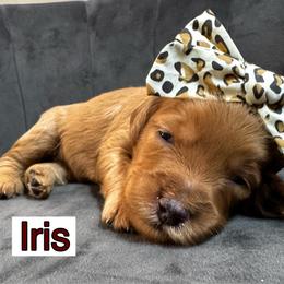 Iris - Red  female Goldendoodle puppy in Peoria, Arizona from Cactus Doods