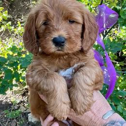Aspen's Purple Female - Apricot female Goldendoodle puppy in Great Falls, Montana from Montana Goldendoodles