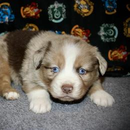 Australian Shepherd Puppies from HP Aussie Kennels