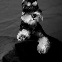 Jafar - Miniature Schnauzer