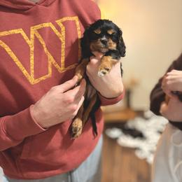 Rosie - Yellow - Black and tan female Cavalier King Charles Spaniel puppy in West River, Maryland from CK Cavaliers LLC