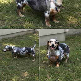 Pearl - Dapple female Dachshund puppy in Calera, Alabama from Southern Sky Dachshunds