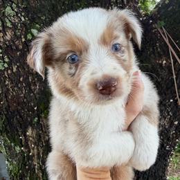Boy 2 - Red merle male Australian Shepherd puppy in Lakeland, Florida from Infinite Aussies