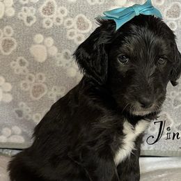 Jingle - Aussiedoodle puppy from Champion Farms Doodles