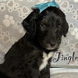 Jingle - Aussiedoodle puppy from Champion Farms Doodles