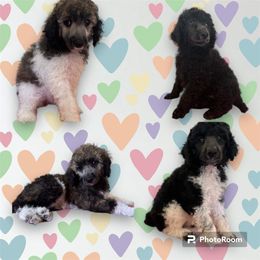 Poodle Puppies from Paddock's Purebred Poodles