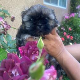 Twix - Brindle male Shih Tzu puppy in Fresno, California from Jas’ ClassnSass