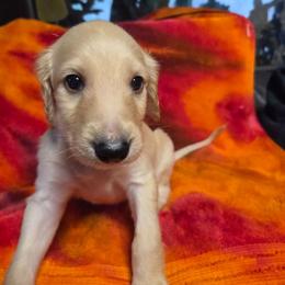Thor - Cream male Afghan Hound puppy in Watsonville, California from Summerbrook Afghans