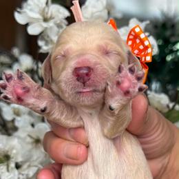 Peaches - Apricot female Goldendoodle puppy in Yuciapa, California from AlltheDoodlez_