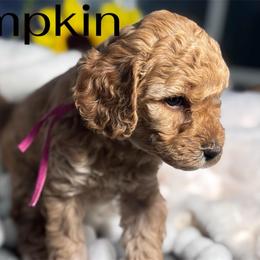 Pumpkin - Apricot female Poodle puppy in Seminole, Oklahoma from TruPoodles, Oklahoma AKC Mini poodles
